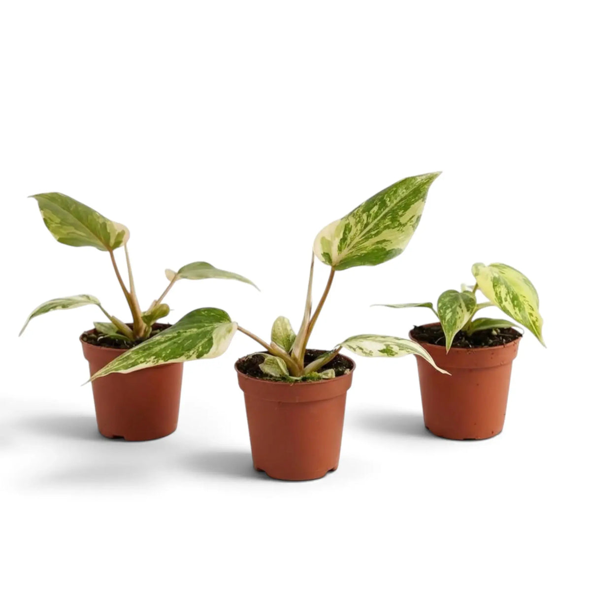 Jungpflanze von Philodendron gloriosum variegata mit samtigen Blättern und unregelmäßiger heller Panaschierung