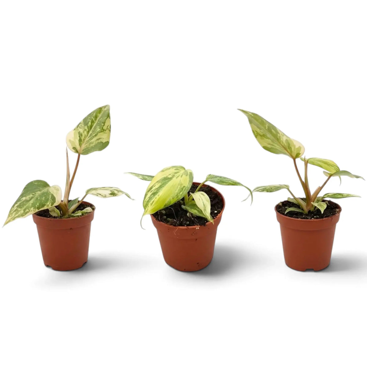 Jungpflanze von Philodendron gloriosum variegata mit samtigen Blättern und unregelmäßiger heller Panaschierung