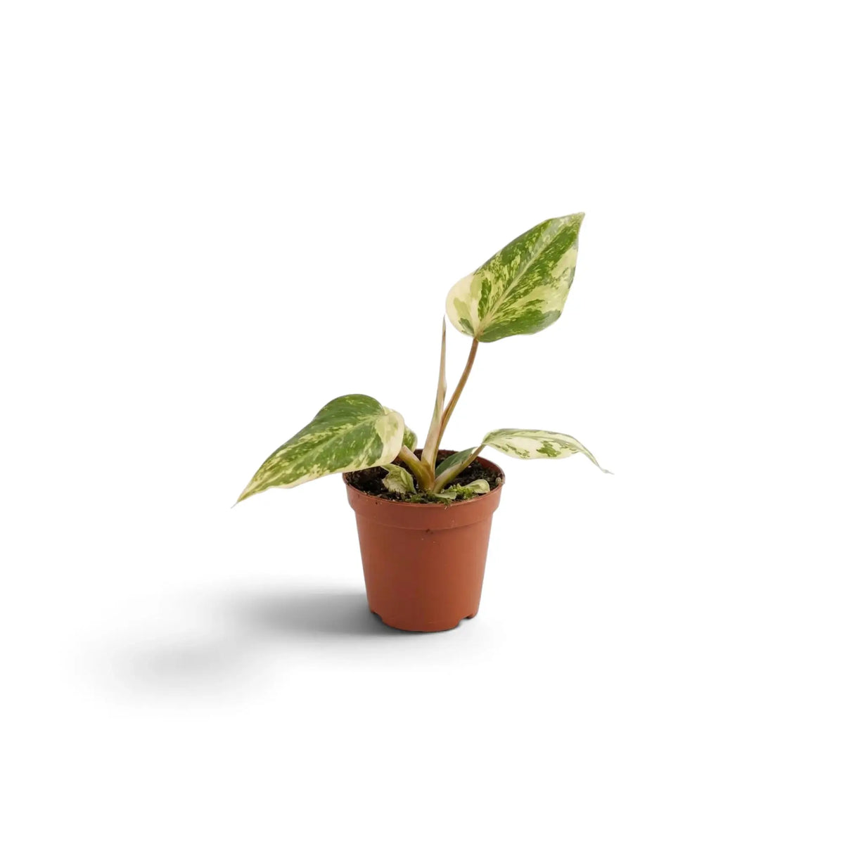 Jungpflanze von Philodendron gloriosum variegata mit samtigen Blättern und unregelmäßiger heller Panaschierung