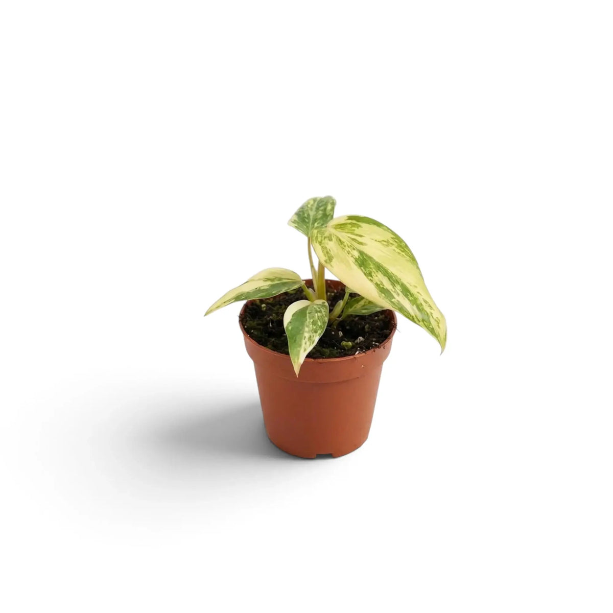 Jungpflanze von Philodendron gloriosum variegata mit samtigen Blättern und unregelmäßiger heller Panaschierung