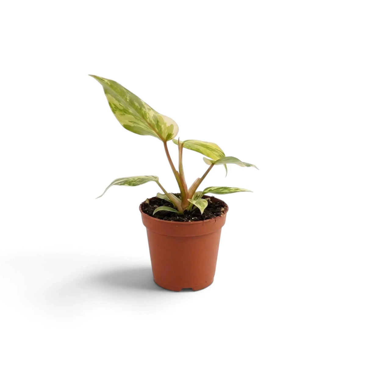 Jungpflanze von Philodendron gloriosum variegata mit samtigen Blättern und unregelmäßiger heller Panaschierung