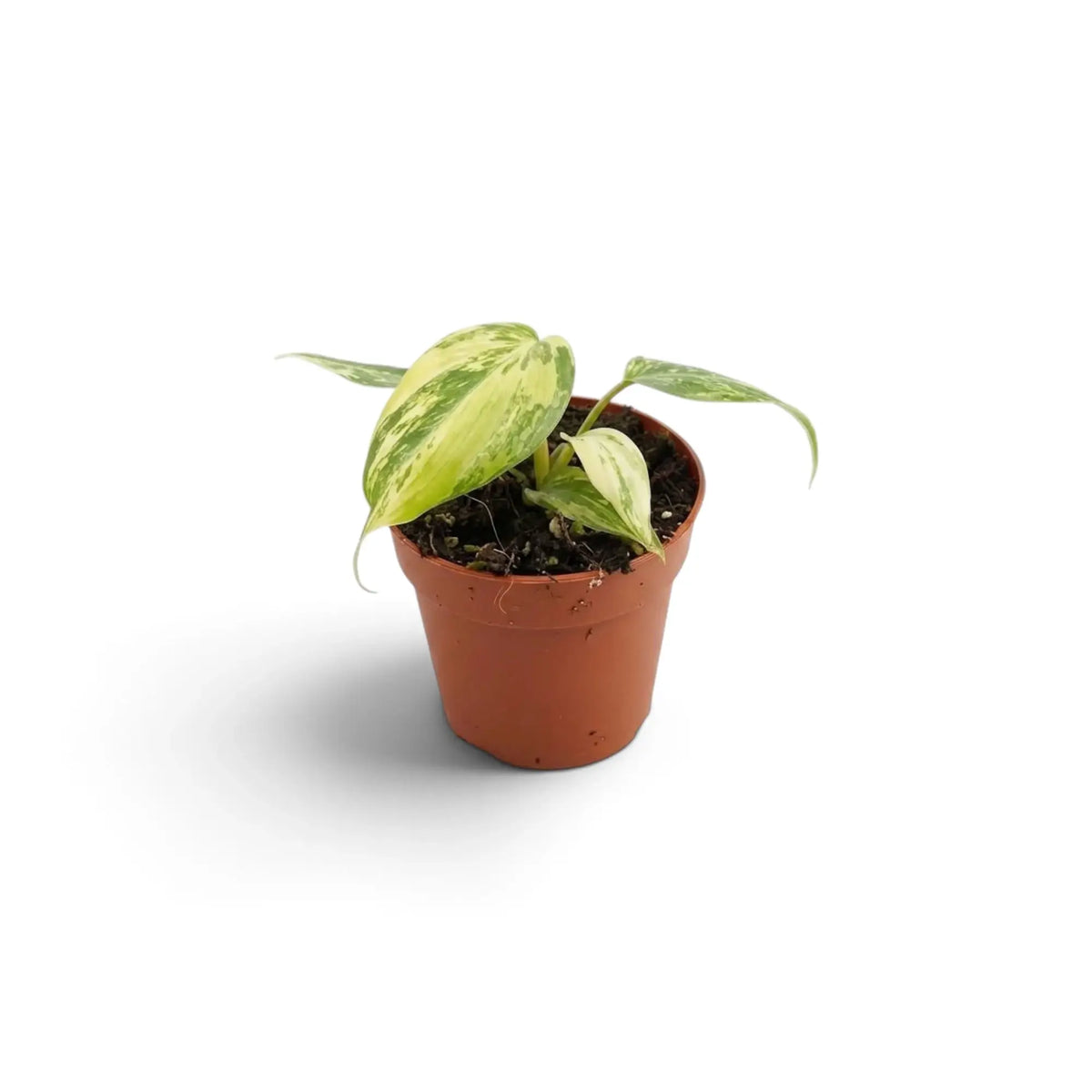 Jungpflanze von Philodendron gloriosum variegata mit samtigen Blättern und unregelmäßiger heller Panaschierung