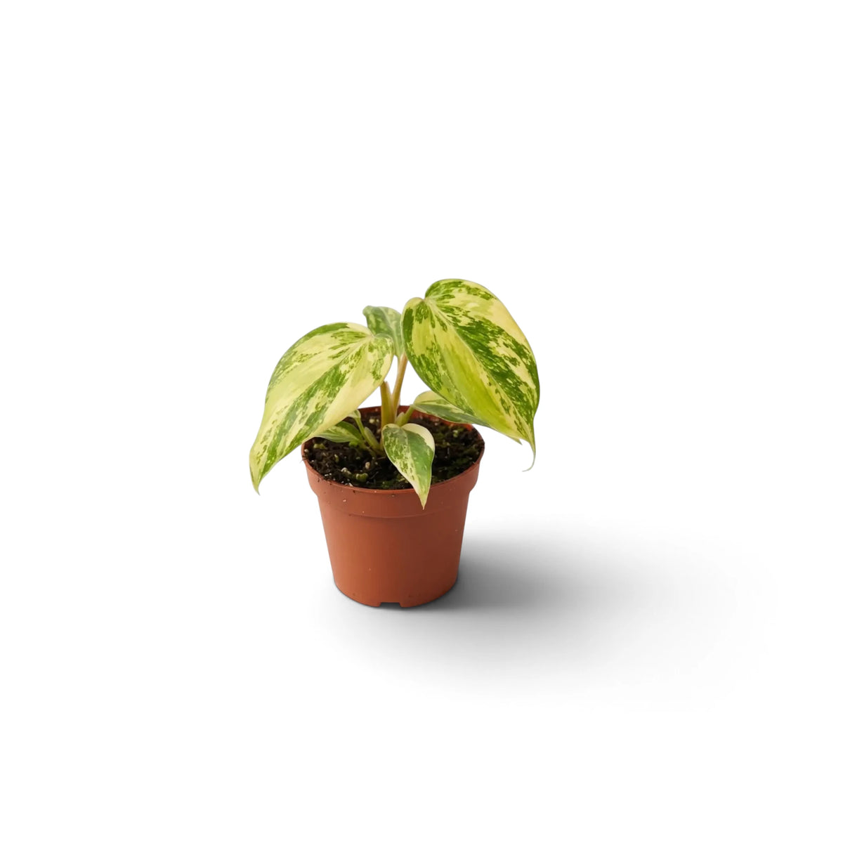 Junger panaschierter Philodendron gloriosum mit samtigen Blättern und unregelmäßiger heller Zeichnung