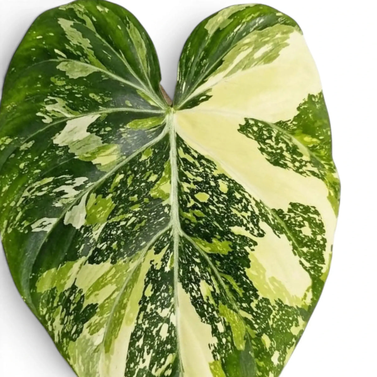 Samtiges, herzförmiges Blatt von Philodendron gloriosum variegata mit unregelmäßiger heller Panaschierung
