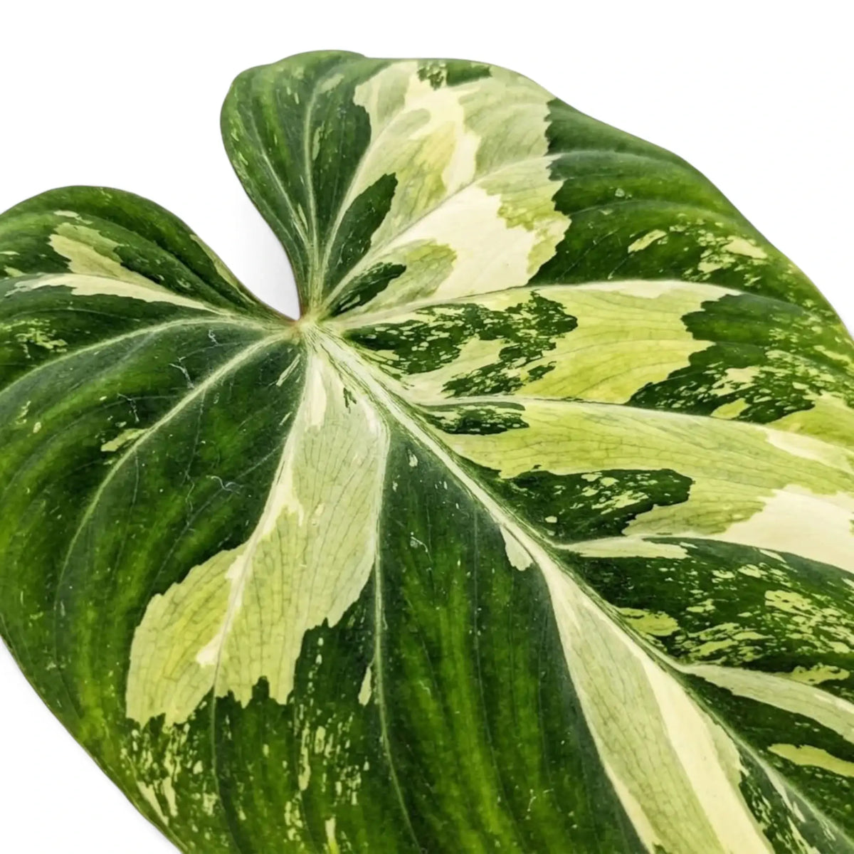 Samtiges, herzförmiges Blatt von Philodendron gloriosum variegata mit unregelmäßiger heller Panaschierung