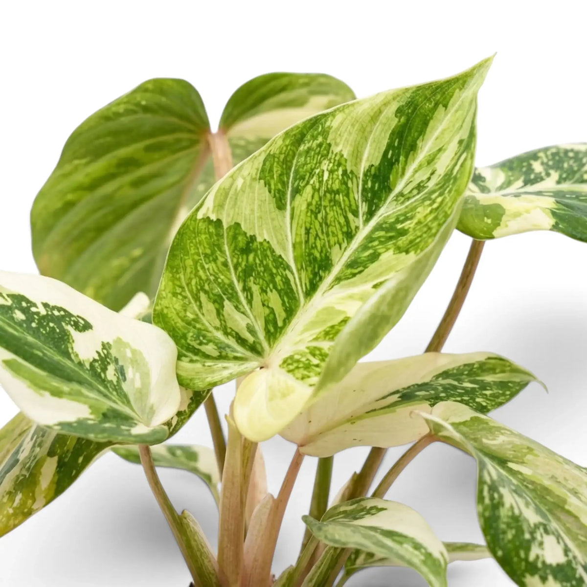 Samtiges, herzförmiges Blatt von Philodendron gloriosum variegata mit unregelmäßiger heller Panaschierung