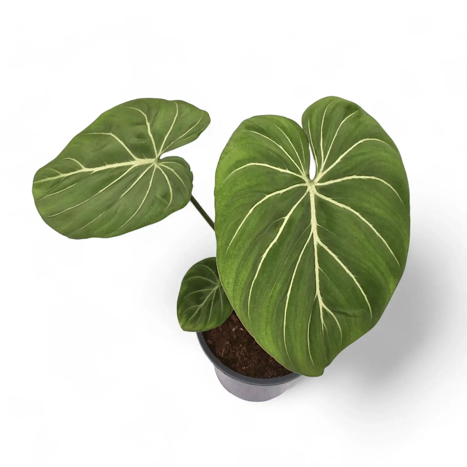 Philodendron gloriosum 'Zebra' potted plant in nursery pot on white background.