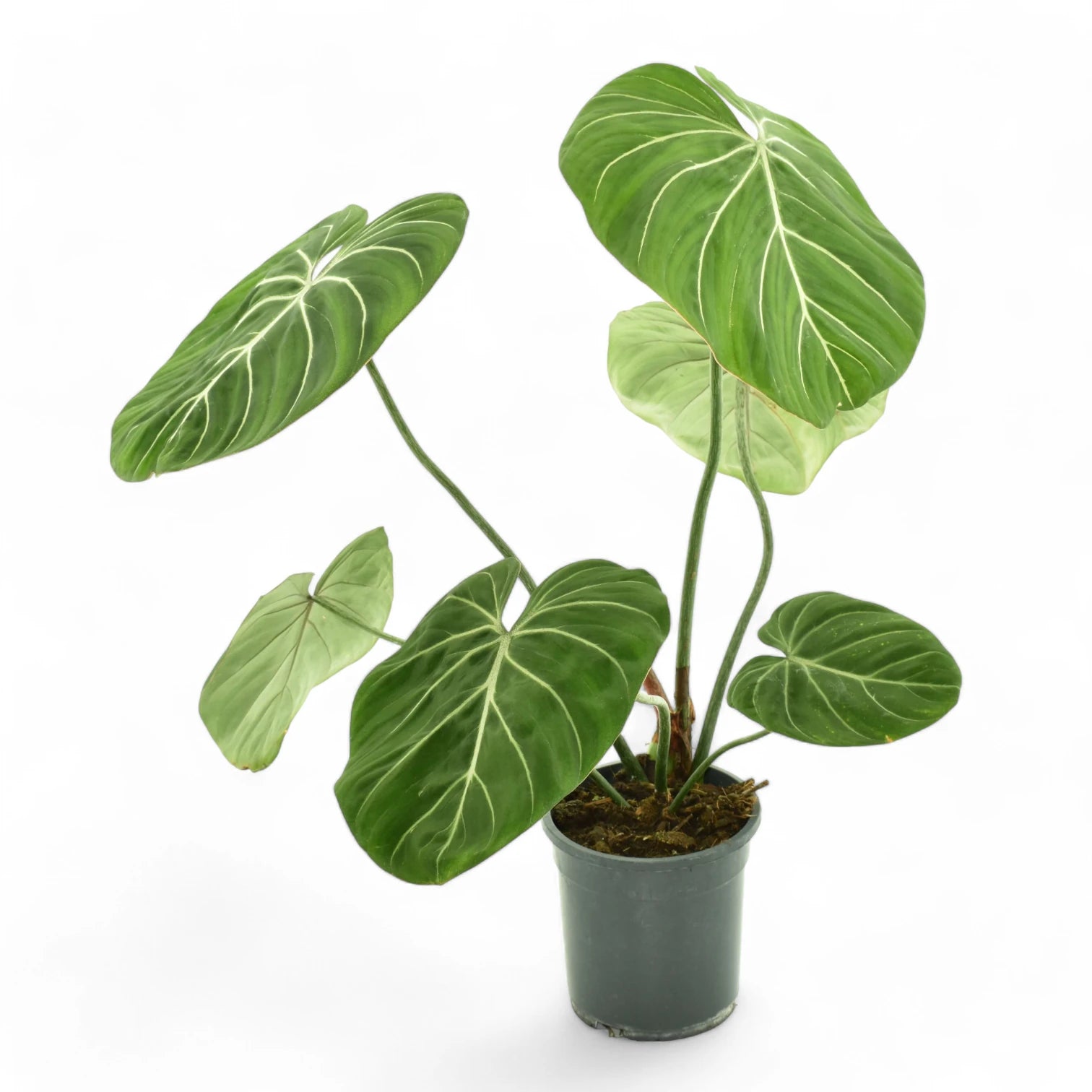 Philodendron gloriosum 'Zebra' potted plant in nursery pot on white background.