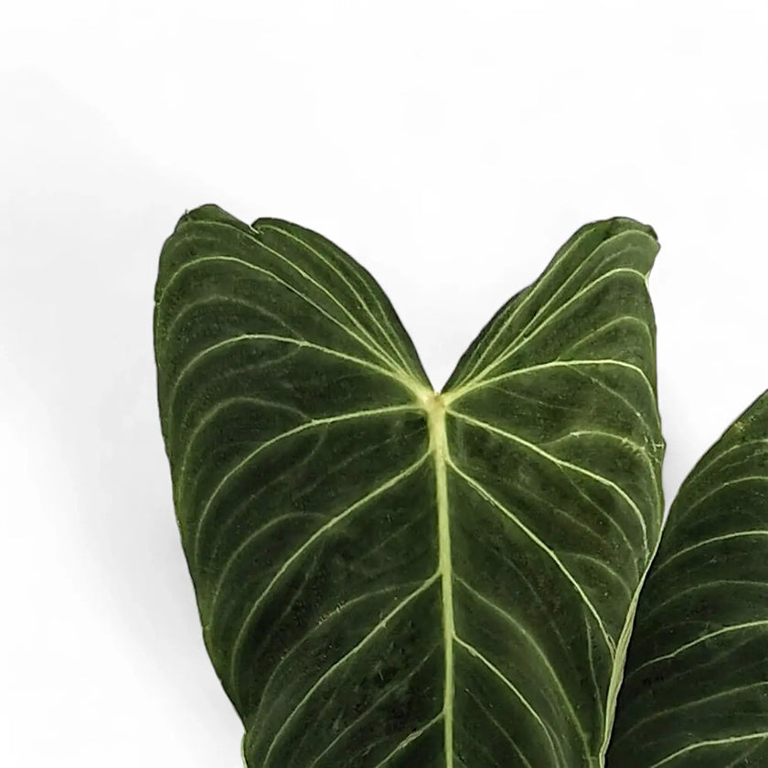 Philodendron 'Glorious' (gloriosum x melanochrysum) – Blattdetail vor weißem Hintergrund..