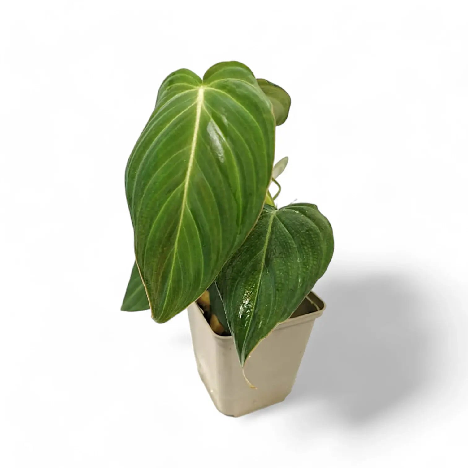 Philodendron 'Glorious' (gloriosum x melanochrysum) potted plant in nursery pot on white background.