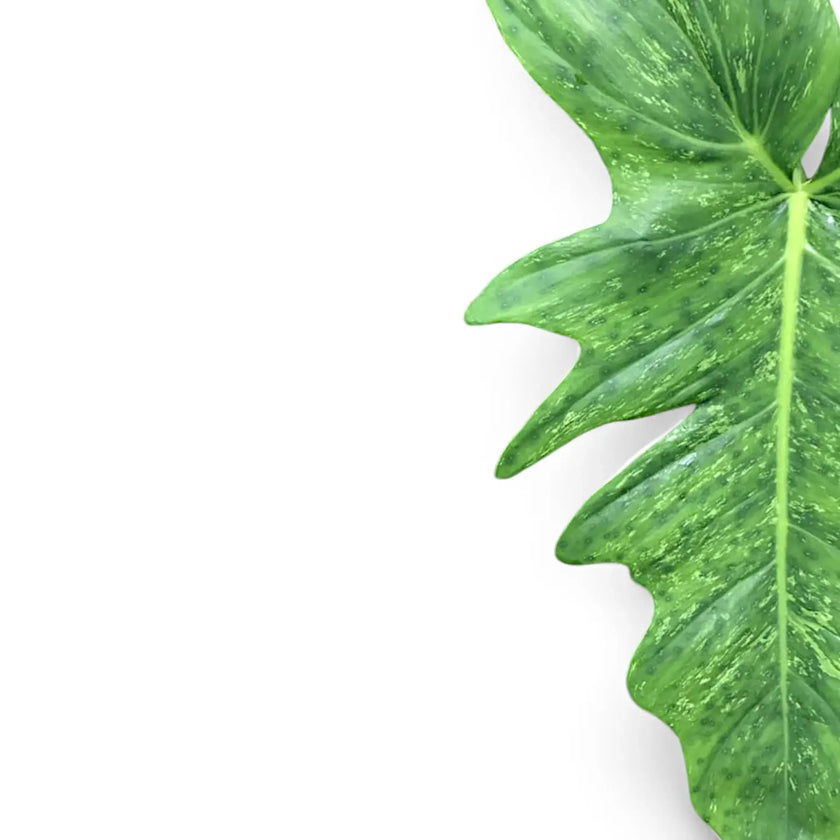 Philodendron 'Golden dragon' ('Lime Fiddle') – Blattdetail vor weißem Hintergrund..