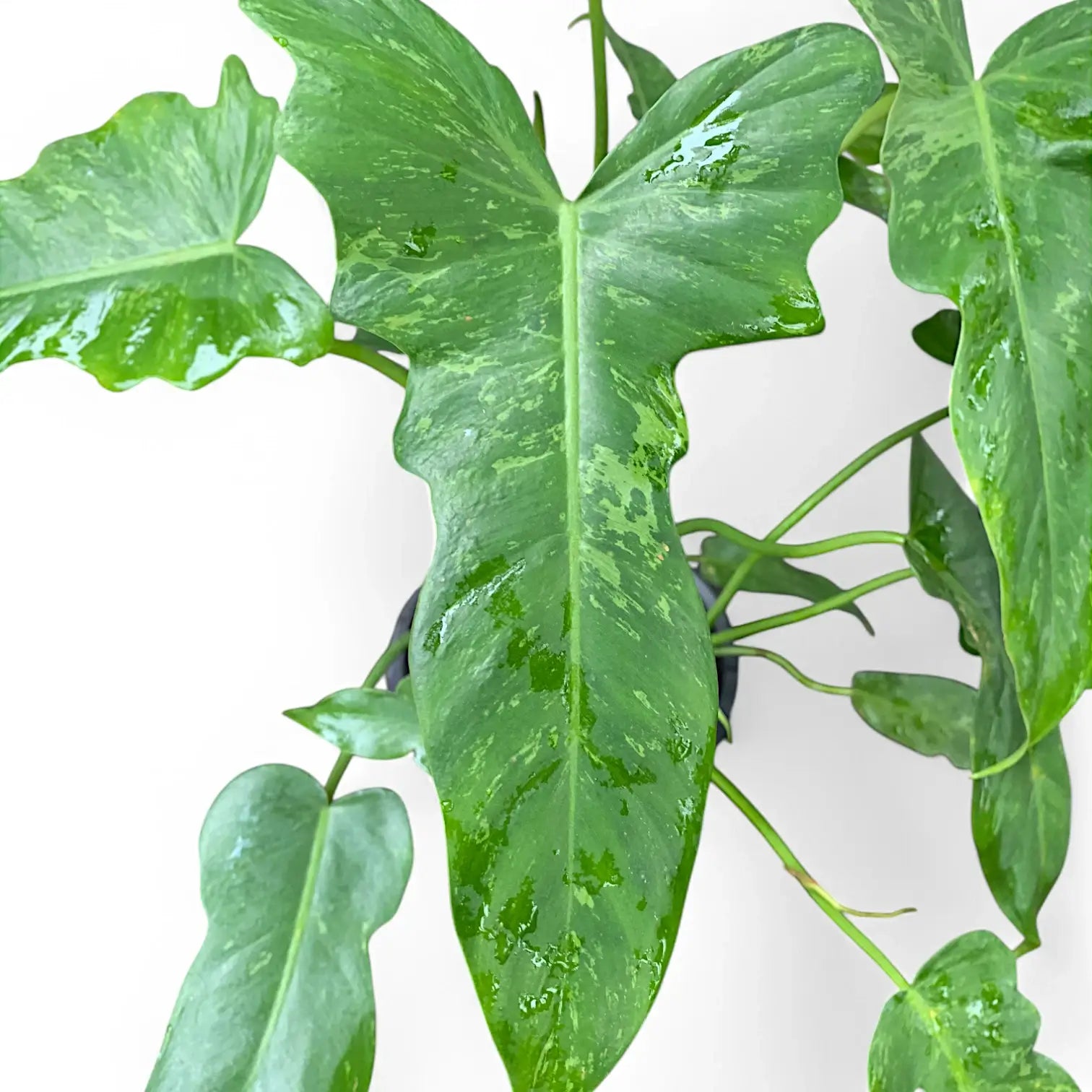 Philodendron 'Golden dragon' ('Lime Fiddle') potted plant in nursery pot on white background.
