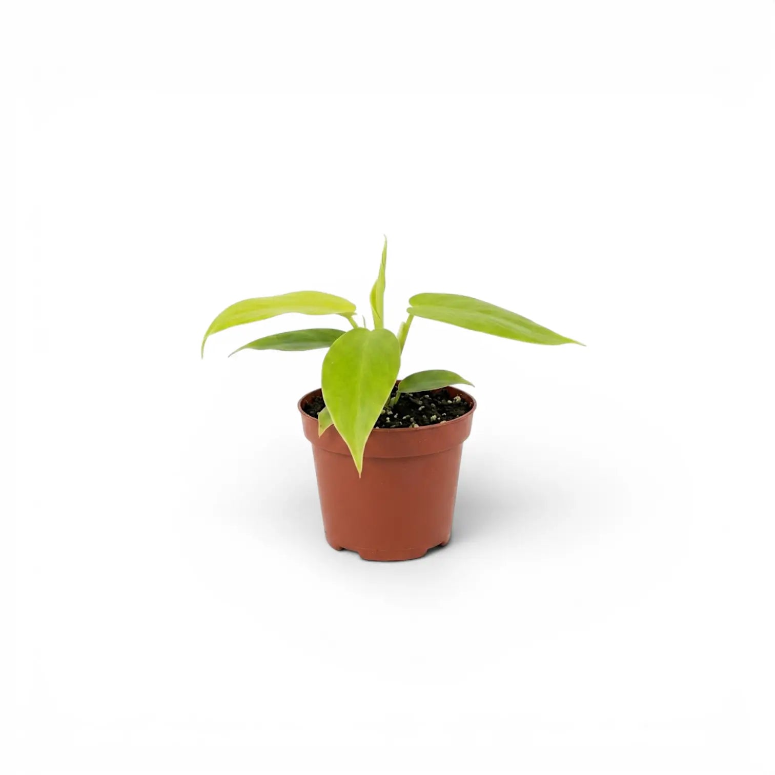 Philodendron Golden Violin als Jungpflanze im Kulturtopf.