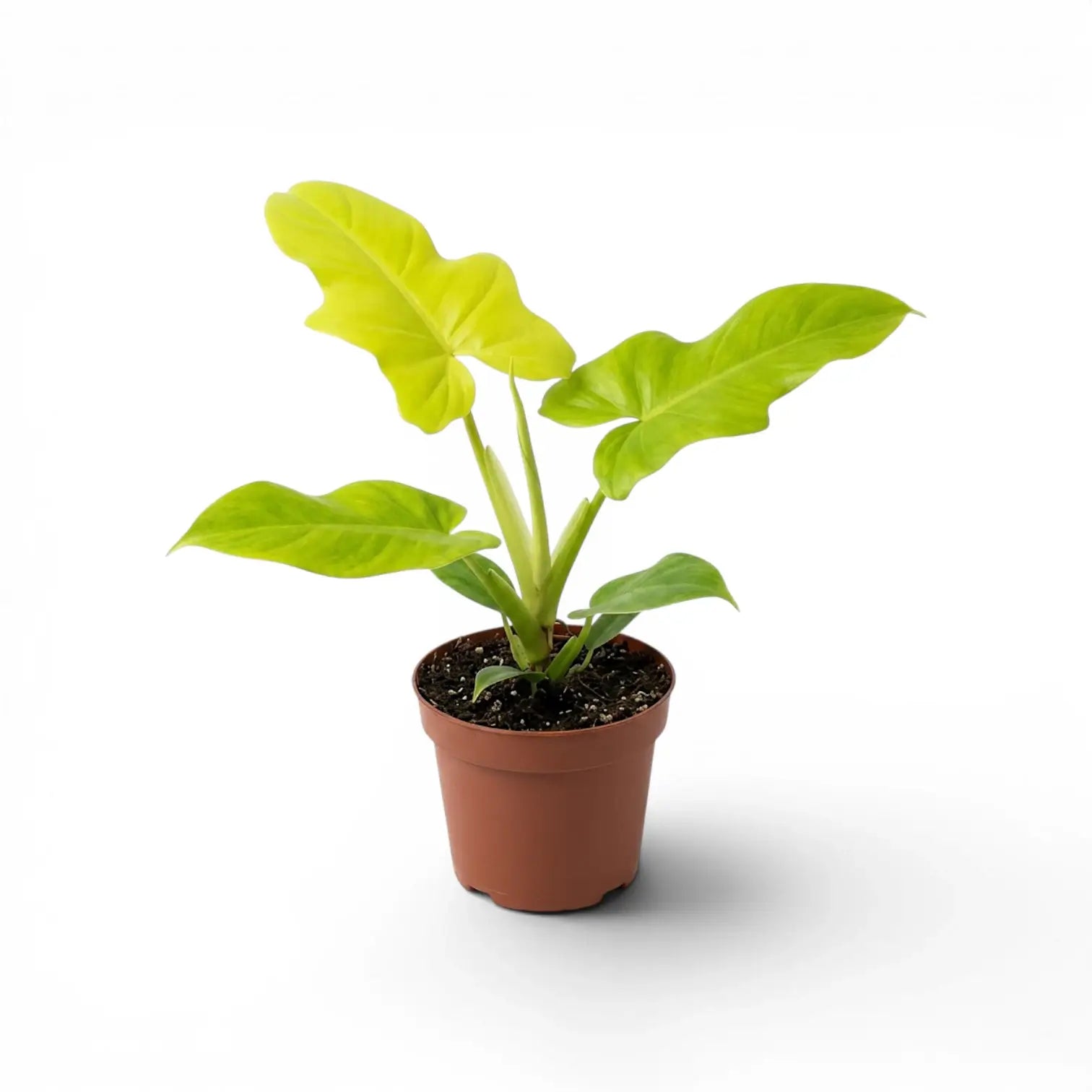 Philodendron Golden Violin im Kulturtopf.