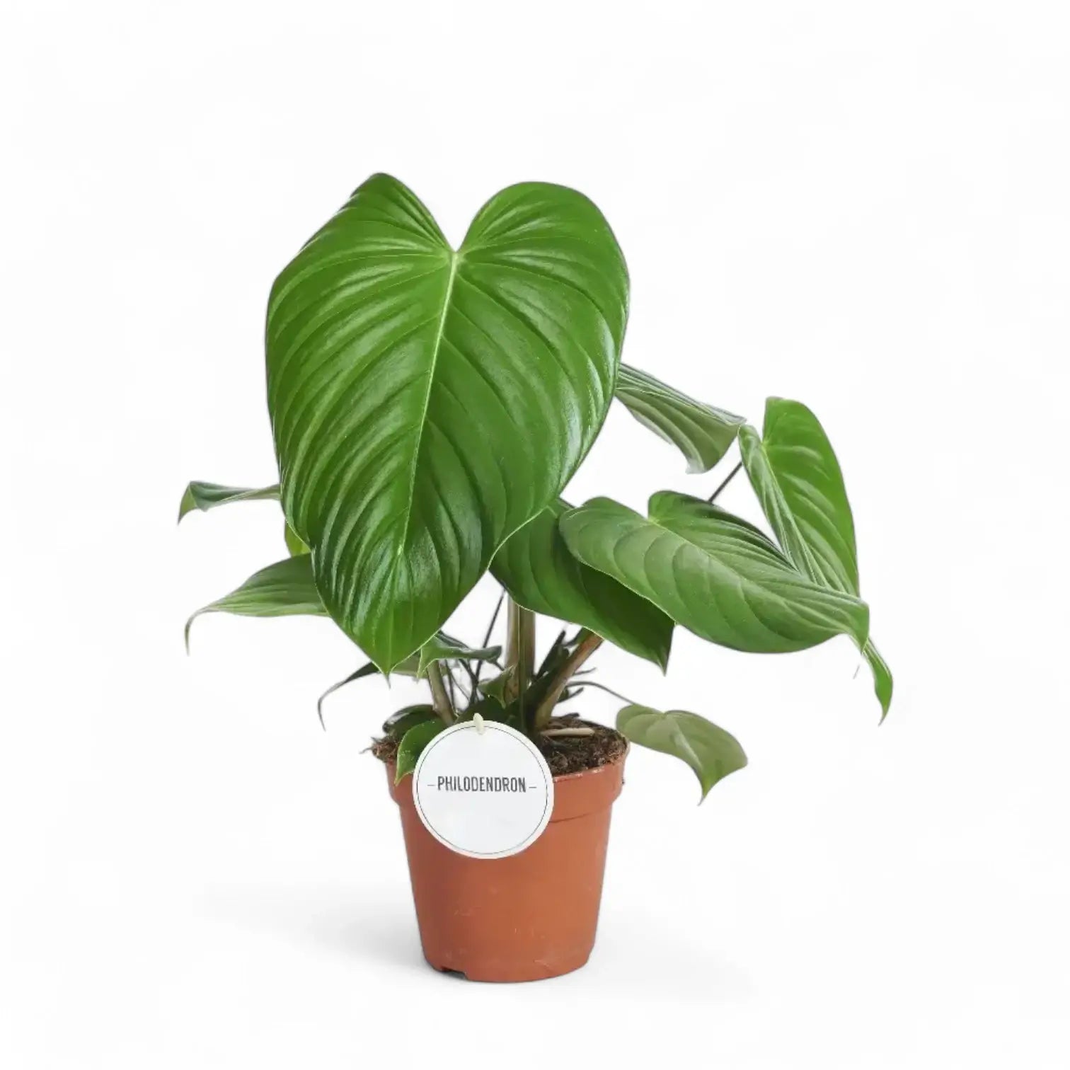 Philodendron grandipes potted plant in nursery pot on white background.