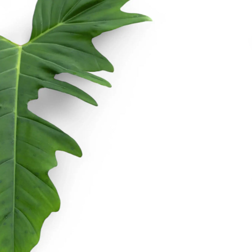 Philodendron 'Green dragon' – Blattdetail vor weißem Hintergrund..