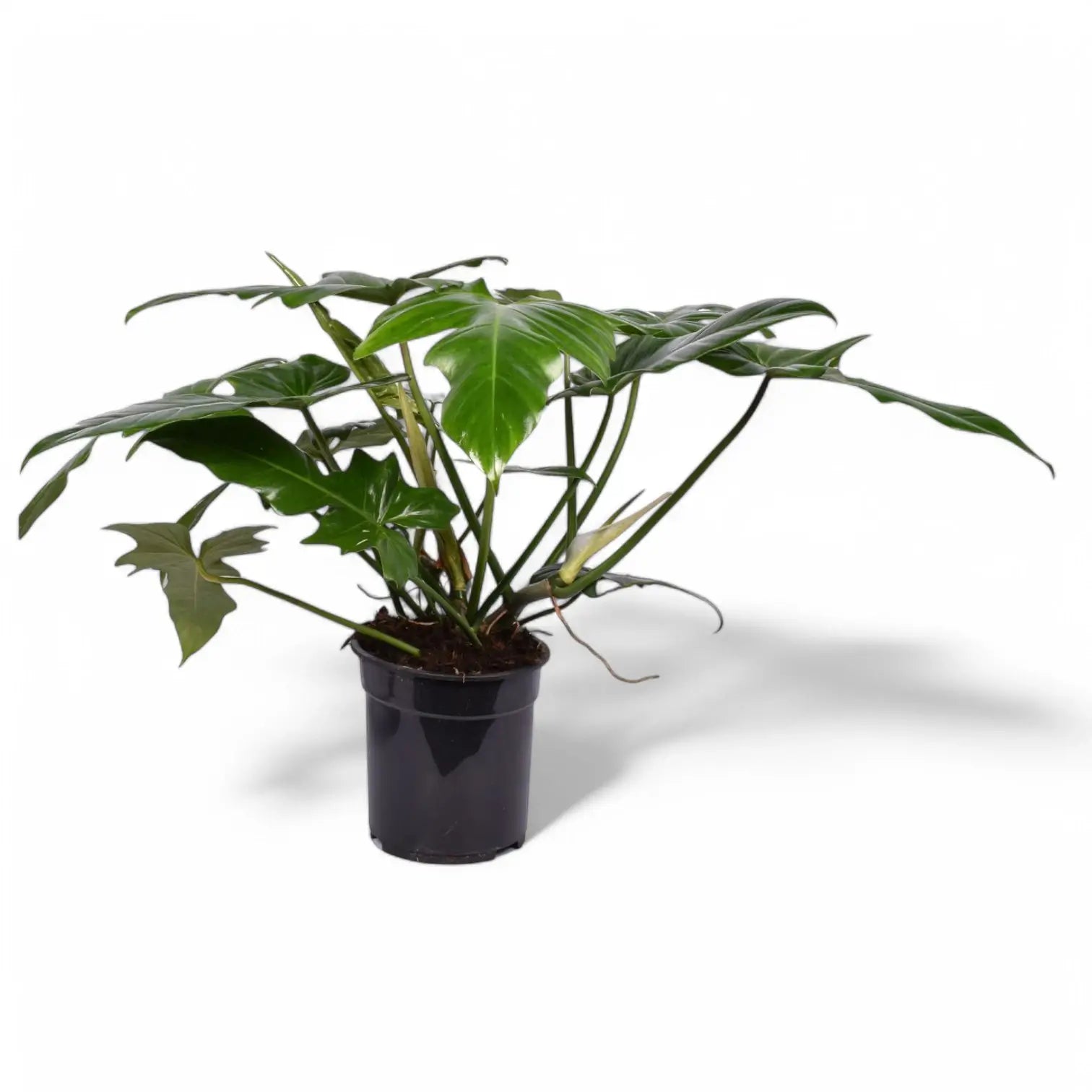 Philodendron 'Green dragon' potted plant in nursery pot on white background.