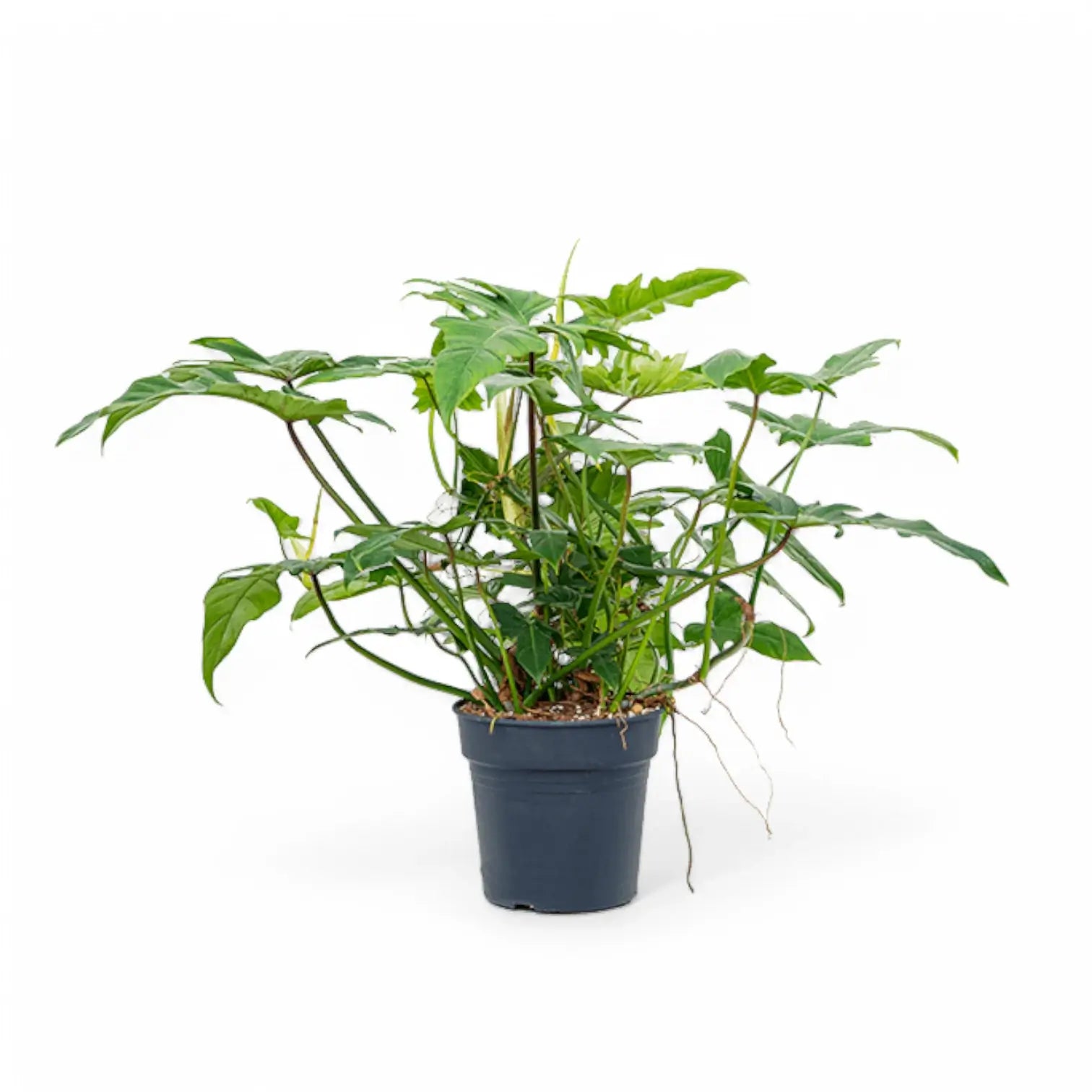 Philodendron 'Green dragon' potted plant in nursery pot on white background.