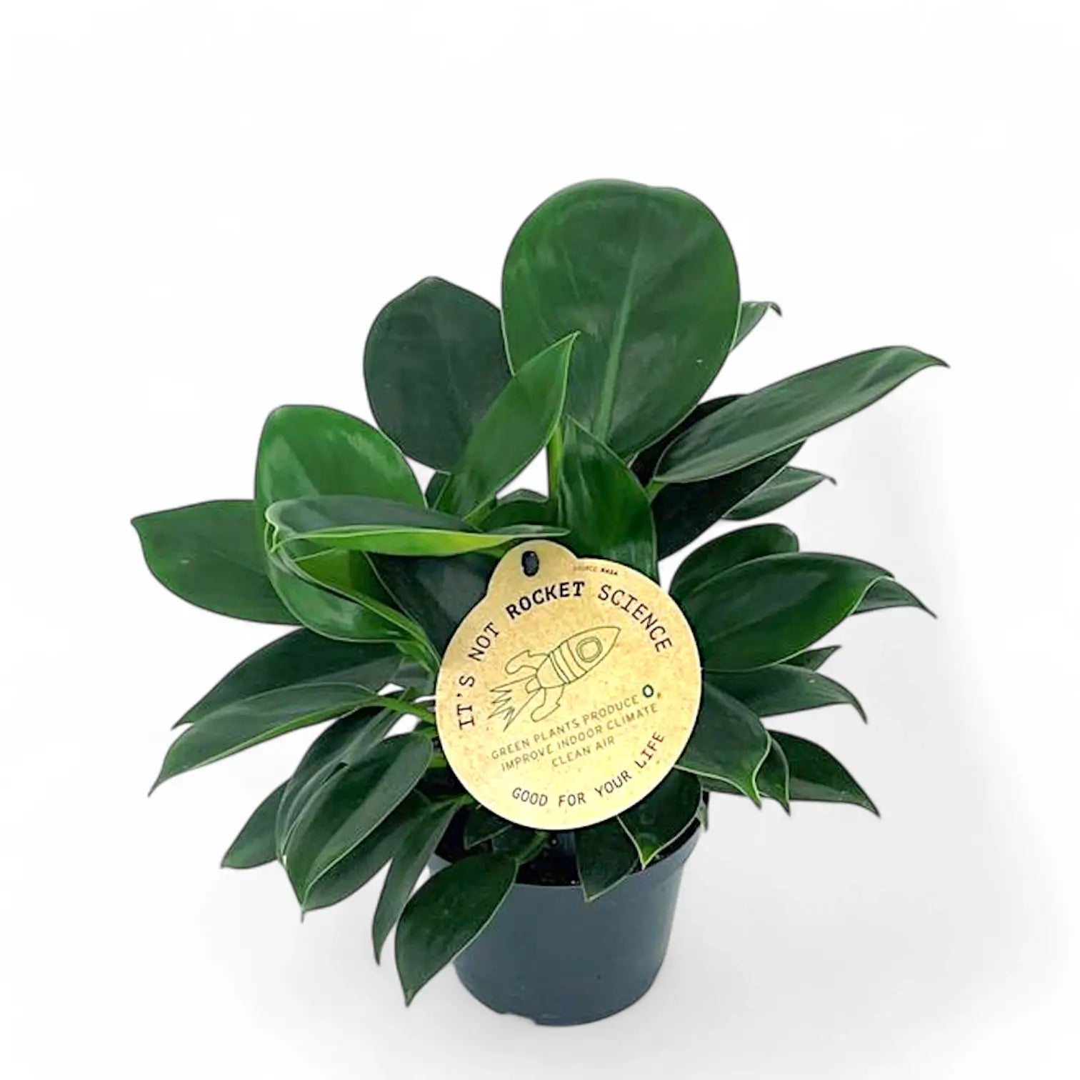 Philodendron 'Green princess' potted plant in nursery pot on white background.