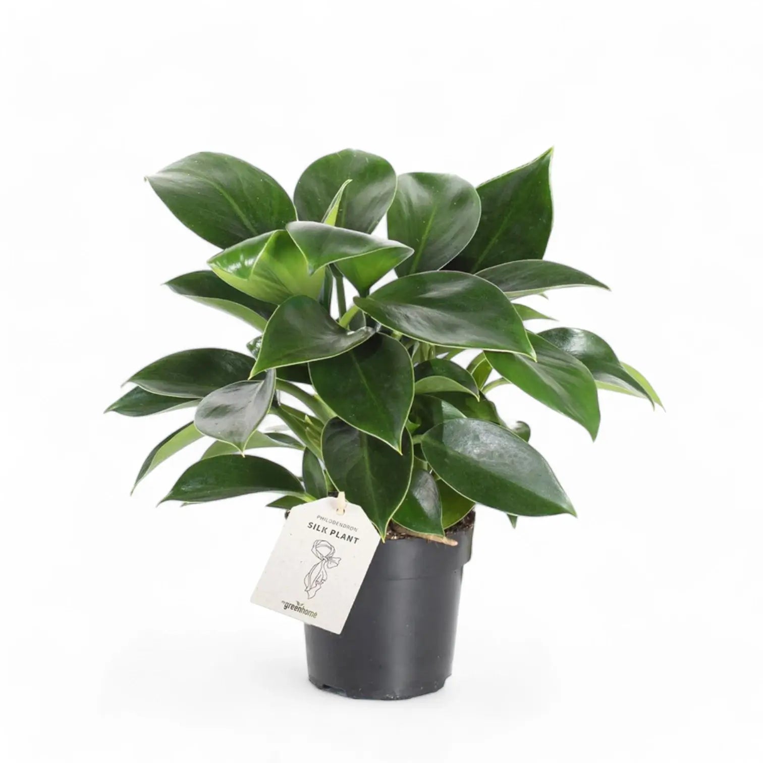 Philodendron 'Green princess' potted plant in nursery pot on white background.