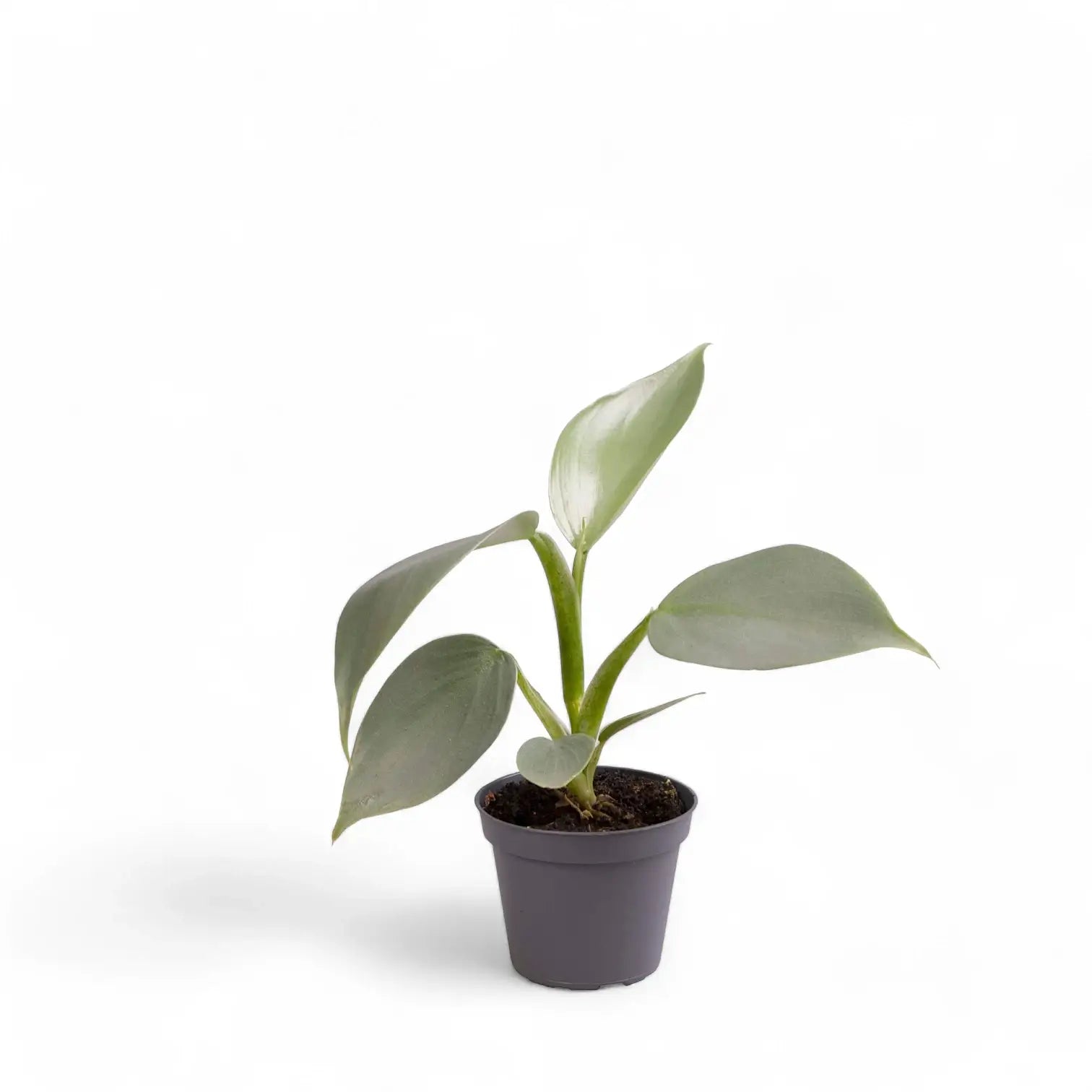 Philodendron hastatum 'Silver queen' ('Silver Sword') – Topfpflanze im Kulturtopf vor weißem Hintergrund, Produktfoto 5.