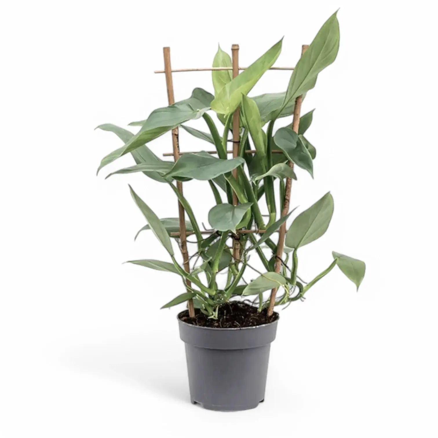 Philodendron hastatum 'Silver queen' ('Silver Sword') – Topfpflanze im Kulturtopf vor weißem Hintergrund, Produktfoto 7.