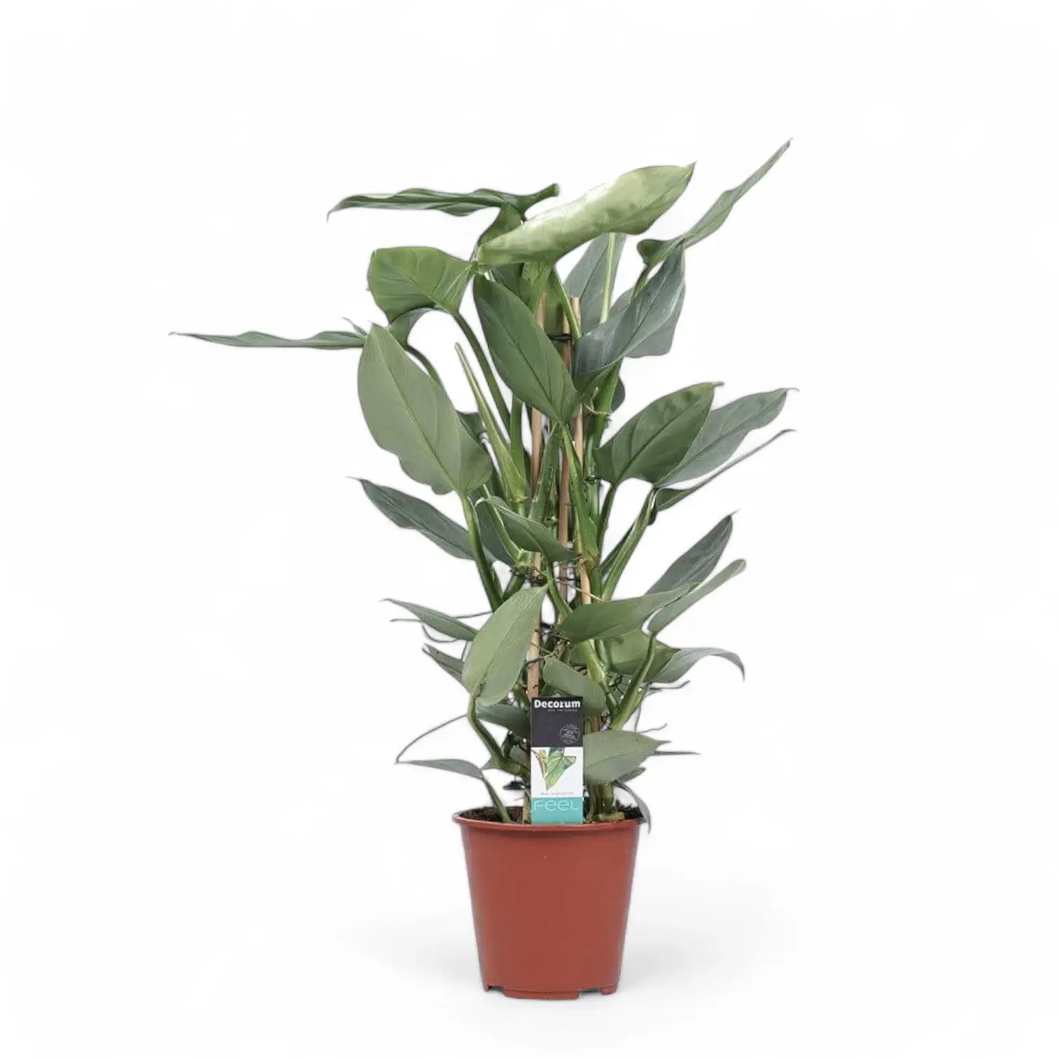 Philodendron hastatum 'Silver queen' ('Silver Sword') – Topfpflanze im Kulturtopf vor weißem Hintergrund, Produktfoto 8.