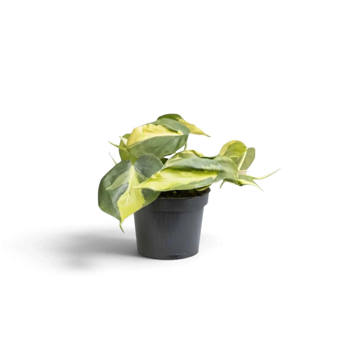 Baby Philodendron hederaceum var. oxycardium ‘Brasil’ with lime-striped heart-shaped leaves in a nursery pot.