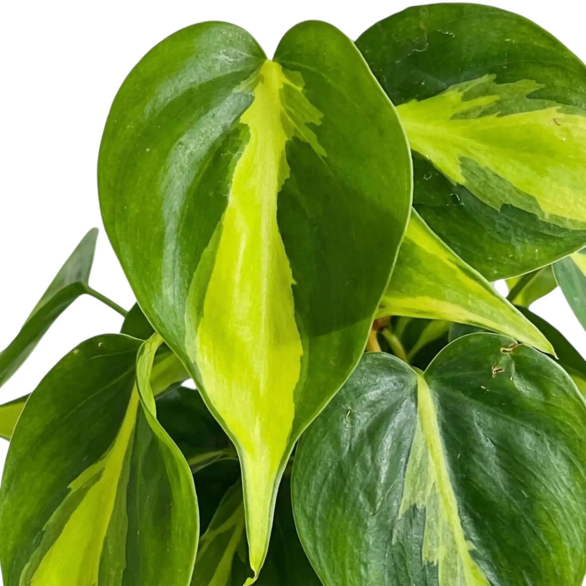 Philodendron hederaceum var. oxycardium ‘Brasil’ foliage close-up with lime-yellow variegation on heart-shaped green leaves.
