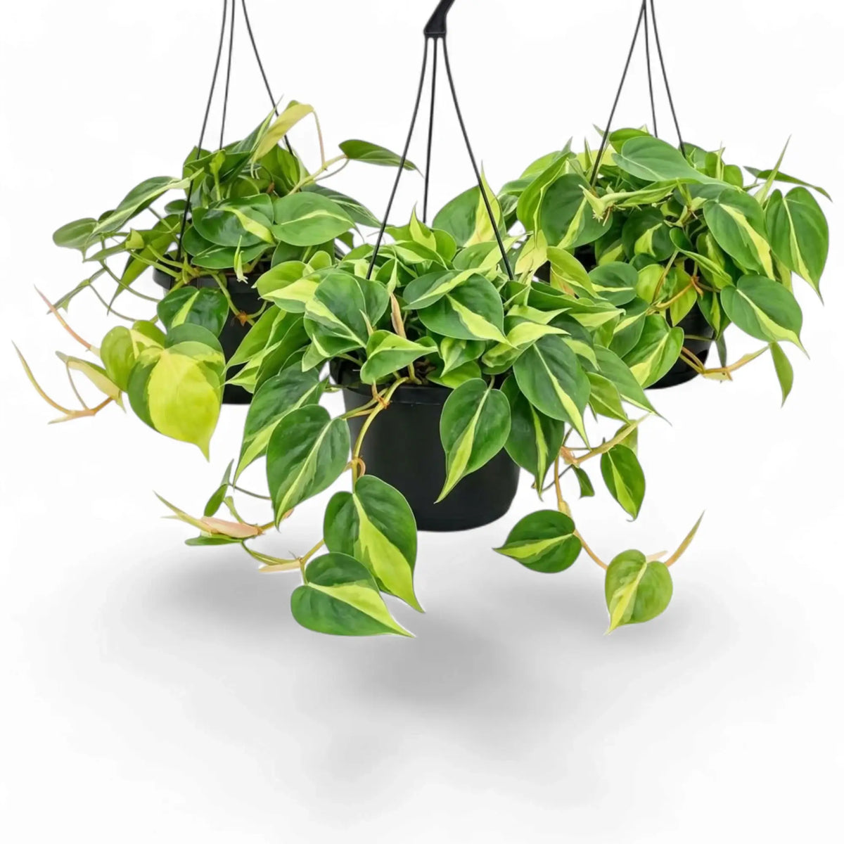 Large Philodendron hederaceum var. oxycardium ‘Brasil’ with lime-striped heart-shaped leaves in a nursery pot.