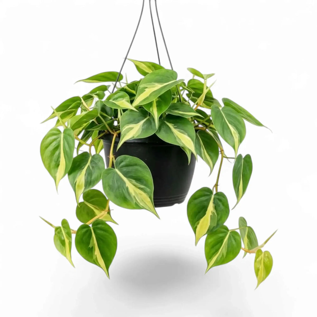 Large Philodendron hederaceum var. oxycardium ‘Brasil’ with lime-striped heart-shaped leaves in a nursery pot.
