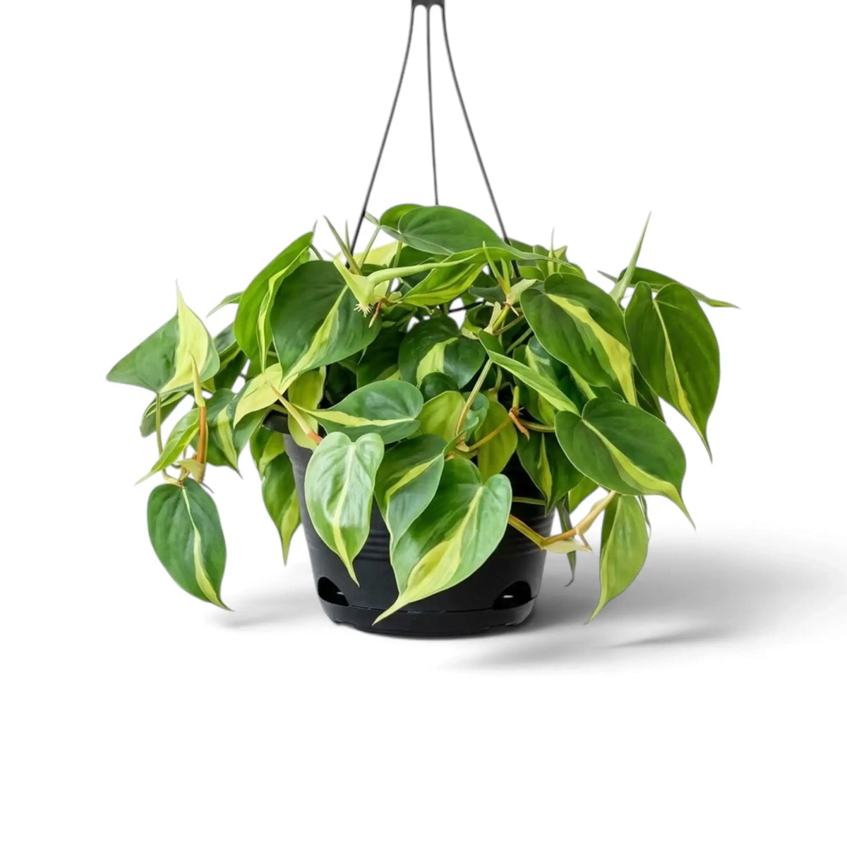 Large Philodendron hederaceum var. oxycardium ‘Brasil’ with lime-striped heart-shaped leaves in a nursery pot.