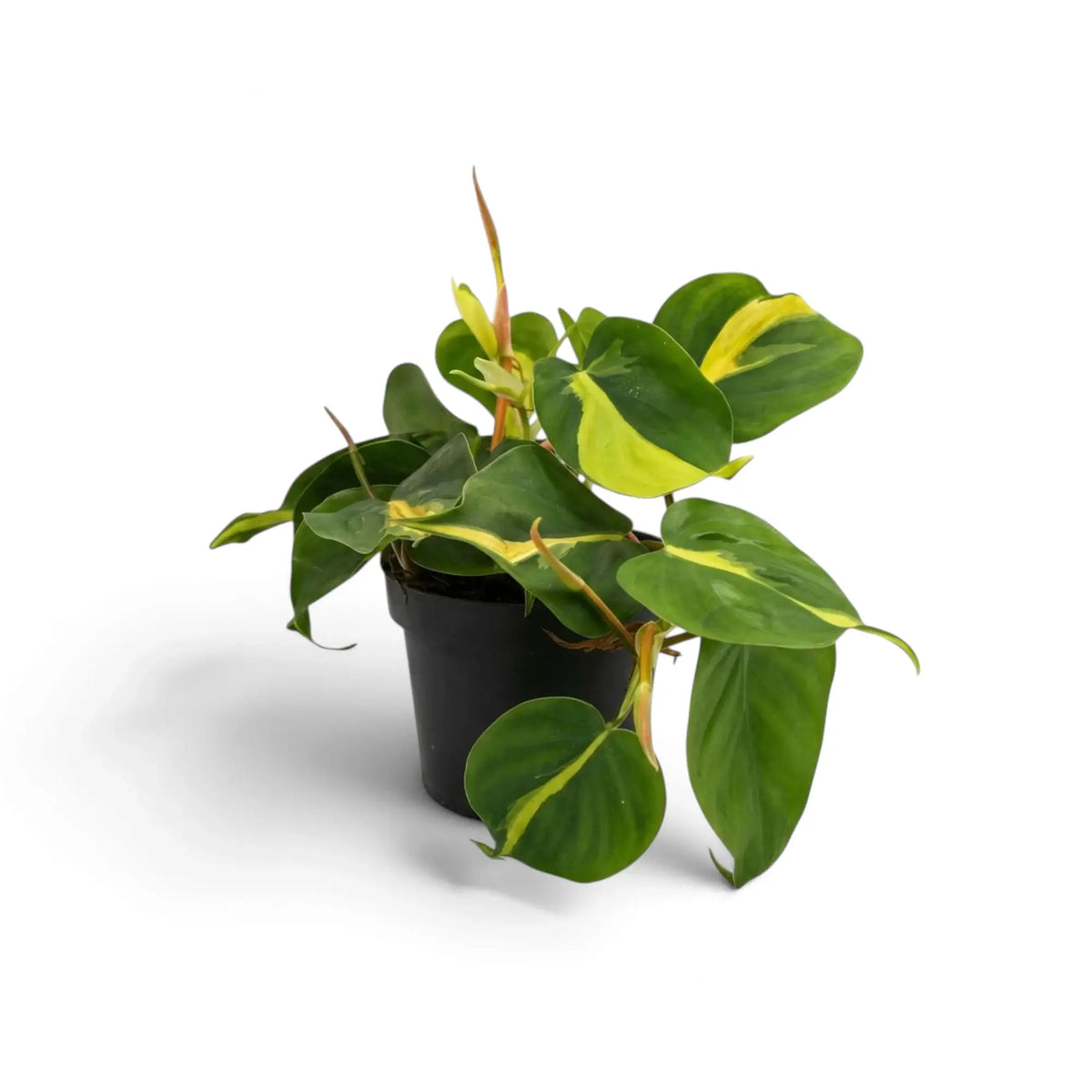 Medium Philodendron hederaceum var. oxycardium ‘Brasil’ with lime-striped heart-shaped leaves in a nursery pot.