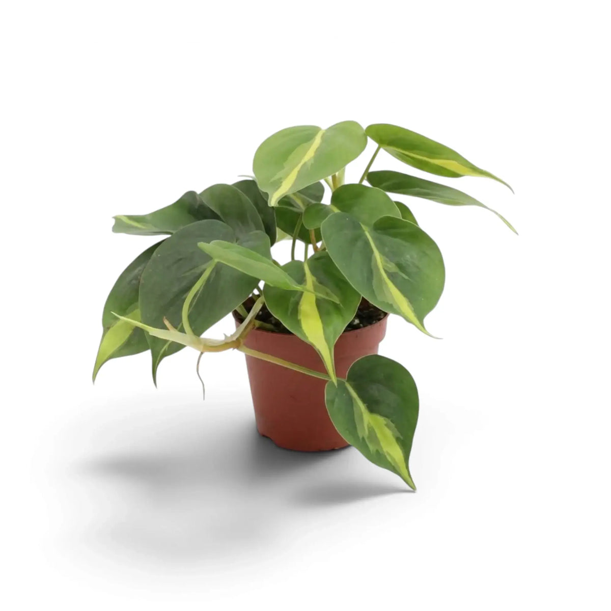 Medium Philodendron hederaceum var. oxycardium ‘Brasil’ with lime-striped heart-shaped leaves in a nursery pot.