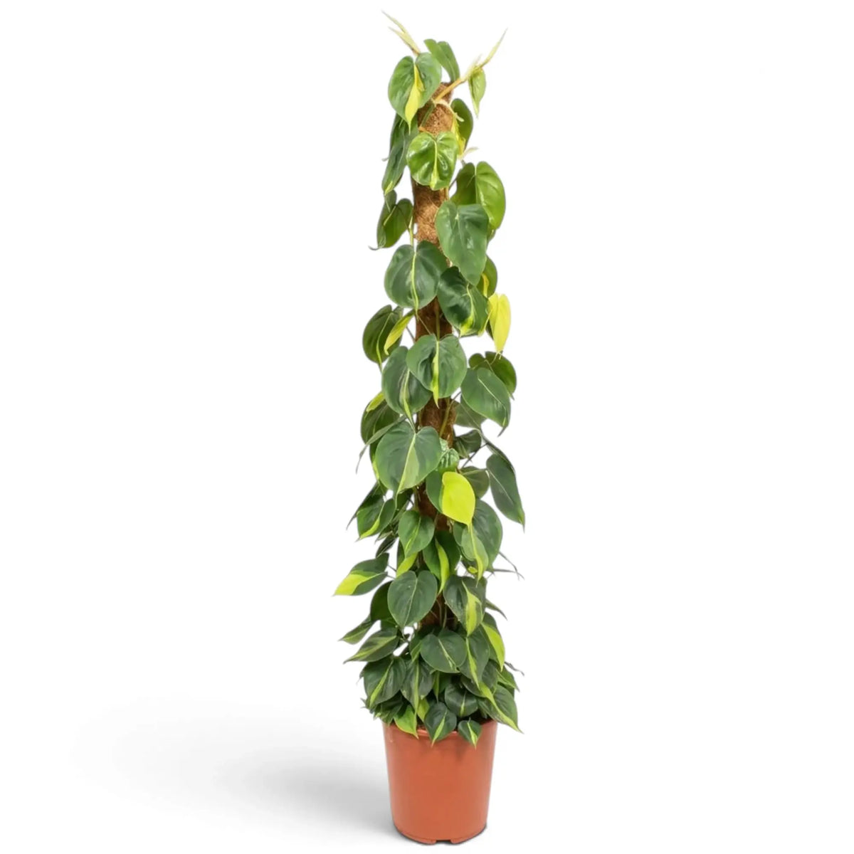 XXL Philodendron hederaceum var. oxycardium ‘Brasil’ with long vines of lime-striped heart-shaped leaves.