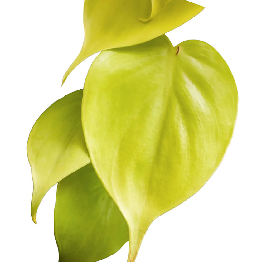 Philodendron hederaceum ‘Lime’ ('Neon') close-up of leaf on white background.