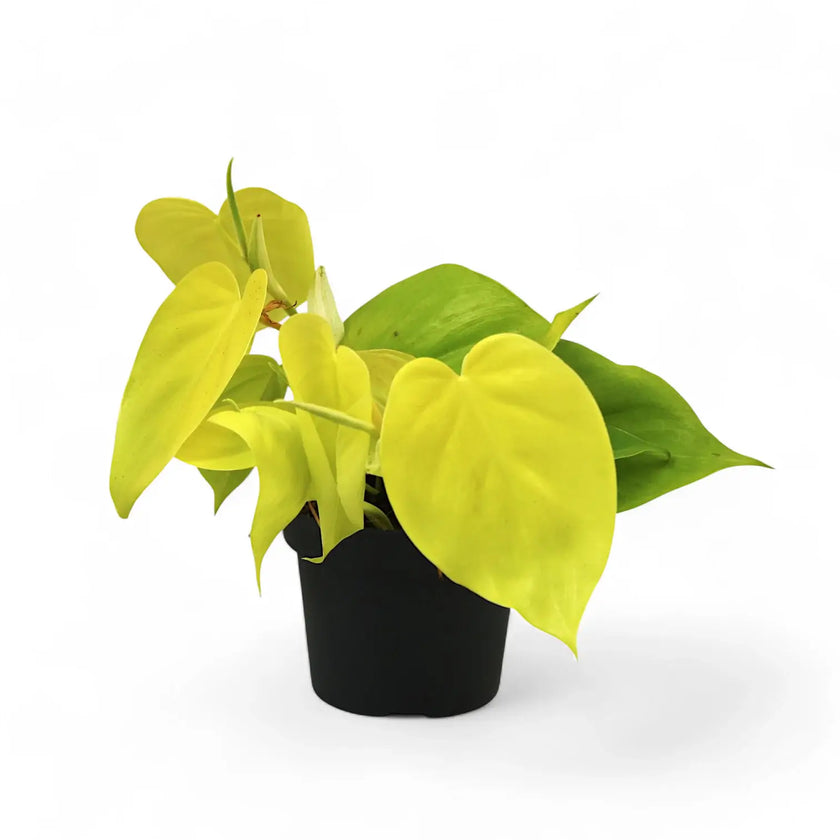 Philodendron hederaceum ‘Lime’ ('Neon') potted plant in nursery pot on white background.