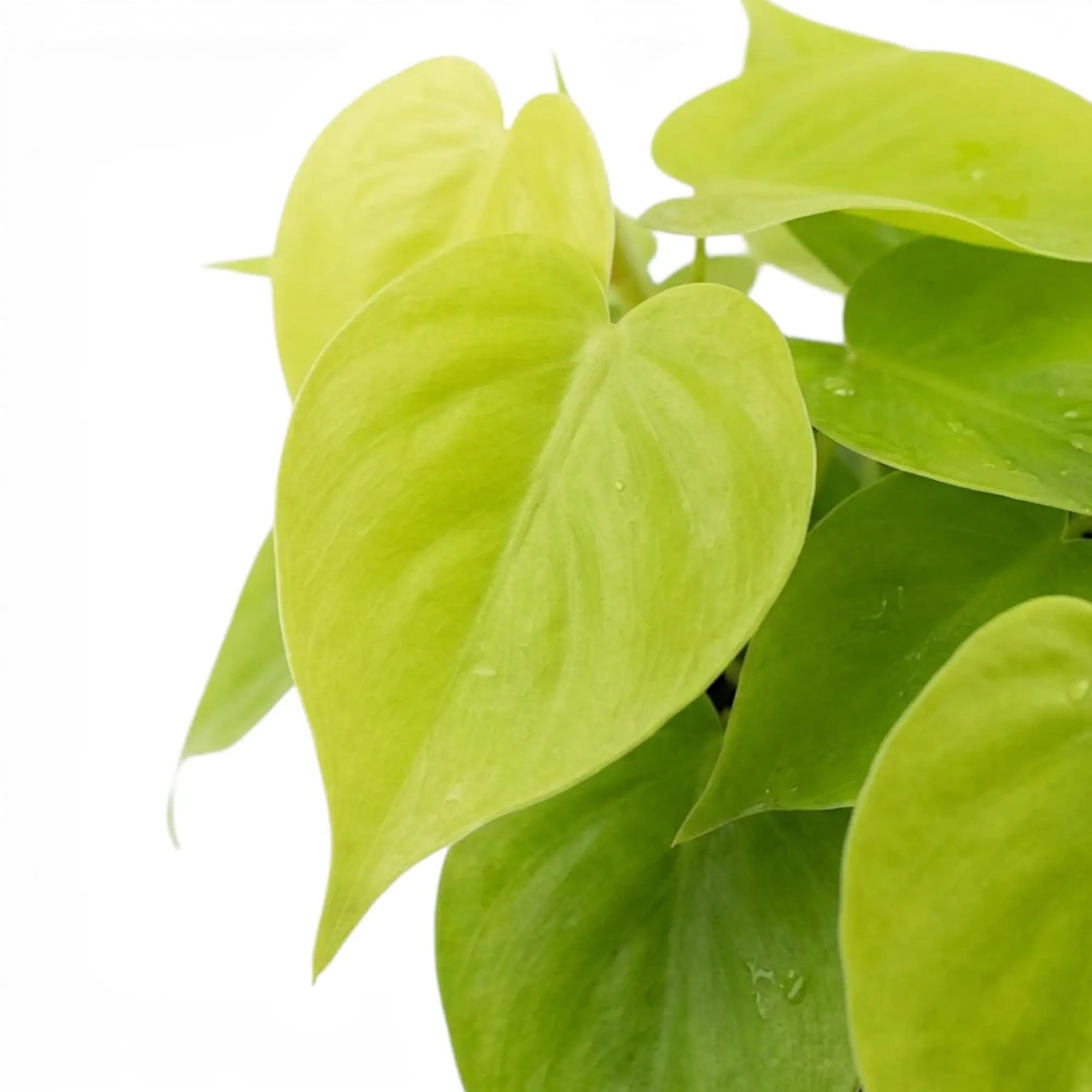 Philodendron hederaceum Lime Neon foliage close-up with heart-shaped lime-green leaves.