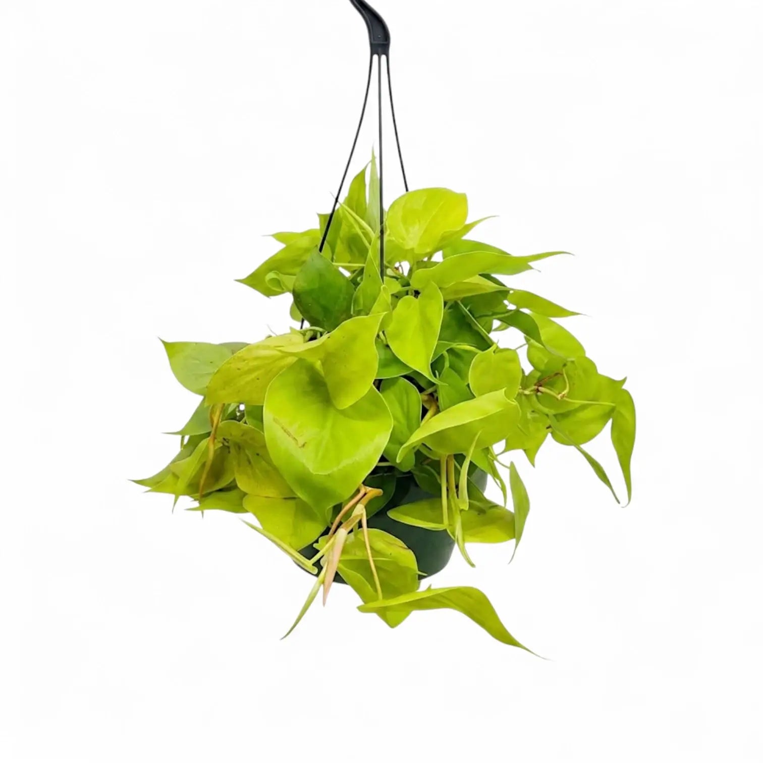 Philodendron hederaceum Lime Neon large plant in a nursery pot.