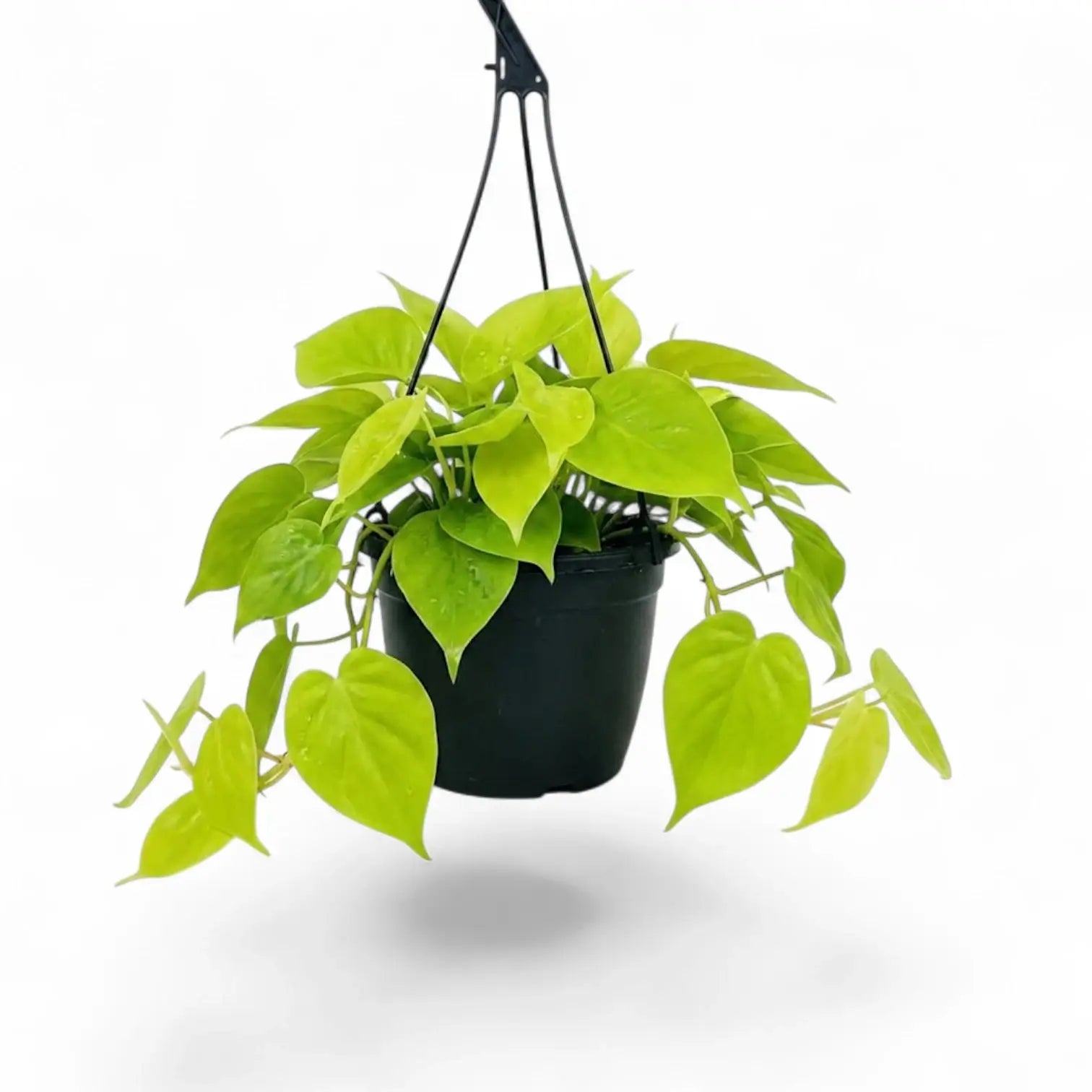Philodendron hederaceum Lime Neon large plant in a nursery pot.