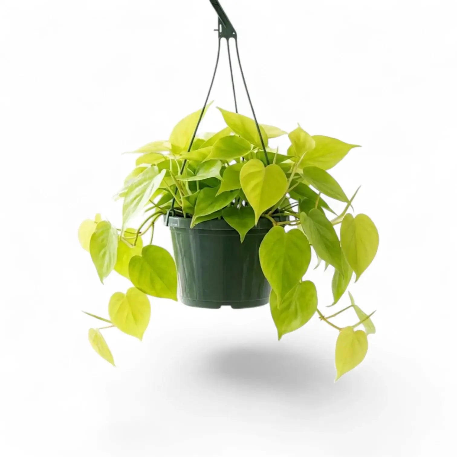 Philodendron hederaceum Lime Neon large plant in a nursery pot.