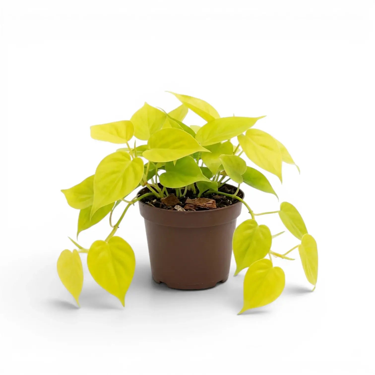 Philodendron hederaceum Lime Neon medium plant in a nursery pot.