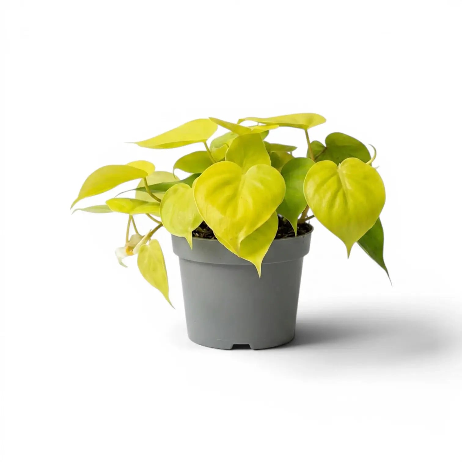Philodendron hederaceum Lime Neon medium plant in a nursery pot.