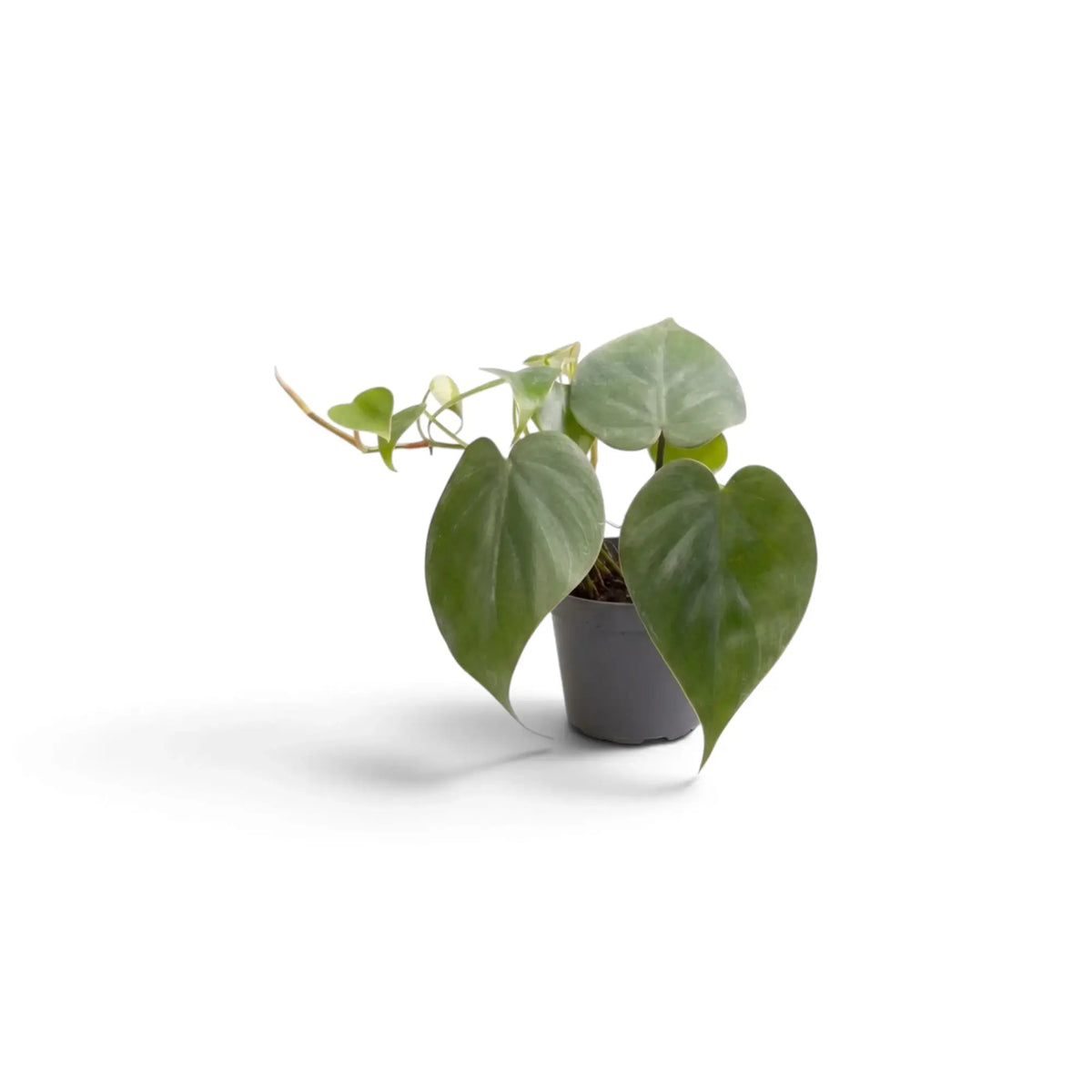 Baby Philodendron hederaceum var. oxycardium with smooth green heart-shaped leaves in a nursery pot.