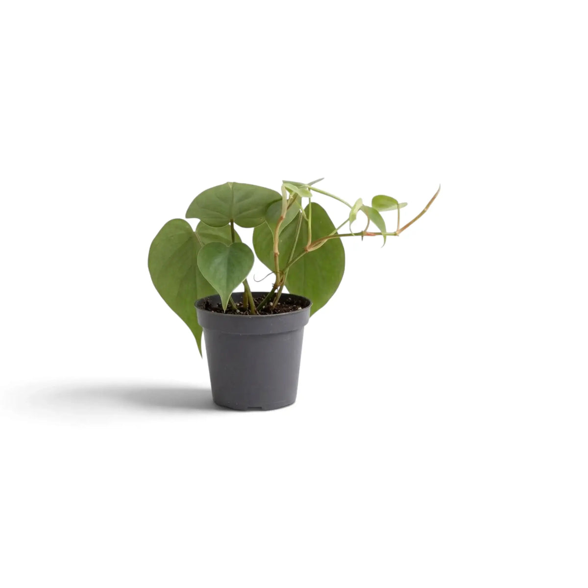 Baby Philodendron hederaceum var. oxycardium with smooth green heart-shaped leaves in a nursery pot.