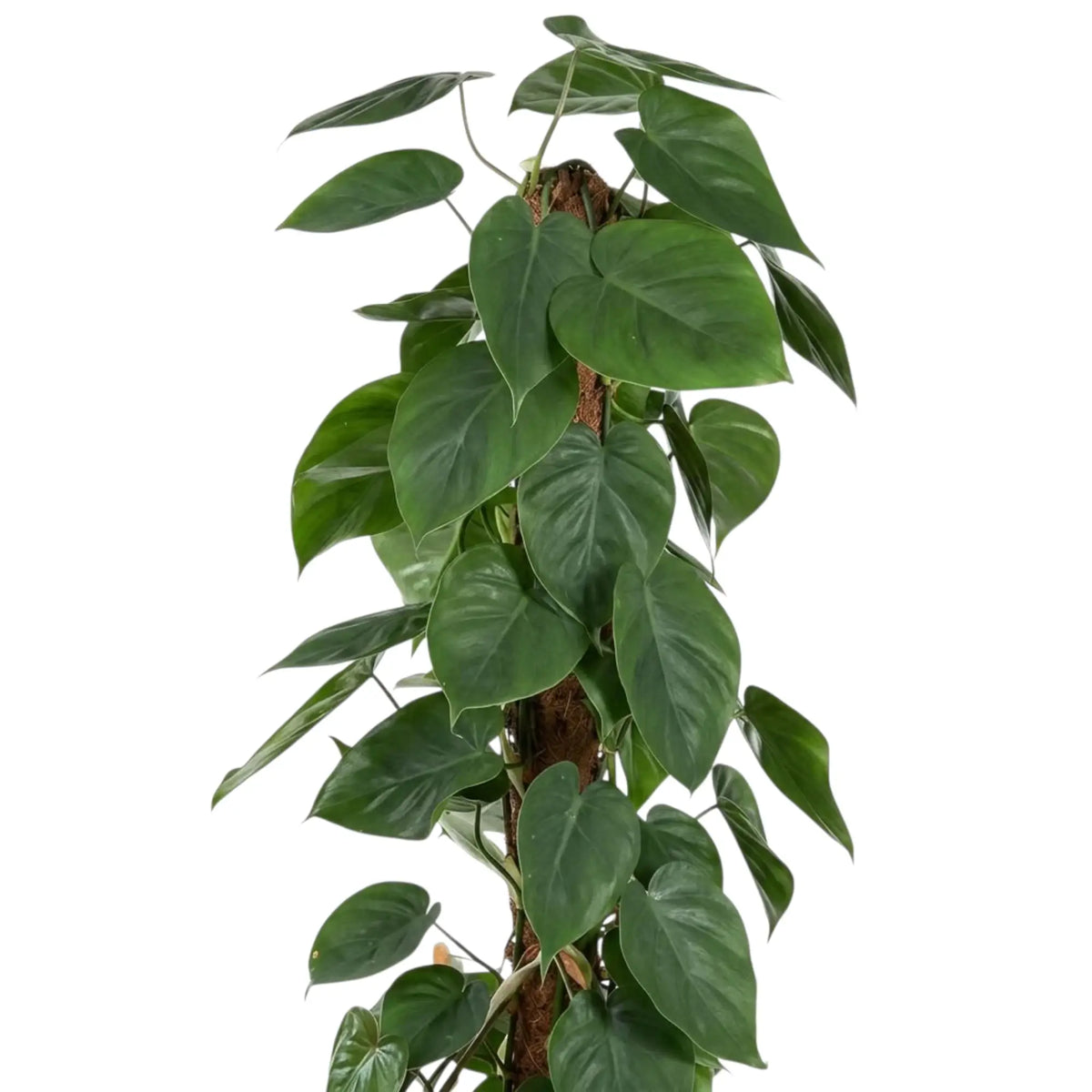 Philodendron hederaceum var. oxycardium foliage close-up with smooth green heart-shaped leaves.