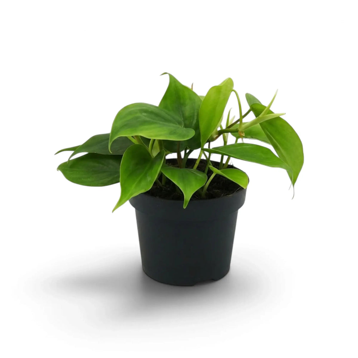 Philodendron hederaceum var. oxycardium with green heart-shaped leaves on trailing stems in a nursery pot.