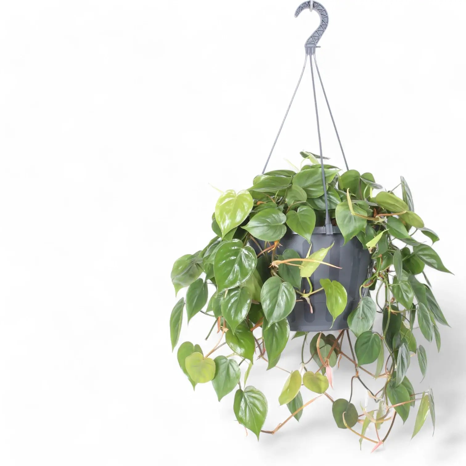 Philodendron hederaceum var. oxycardium (Philodendron scandens) – Topfpflanze im Kulturtopf vor weißem Hintergrund, Produktfoto 10.