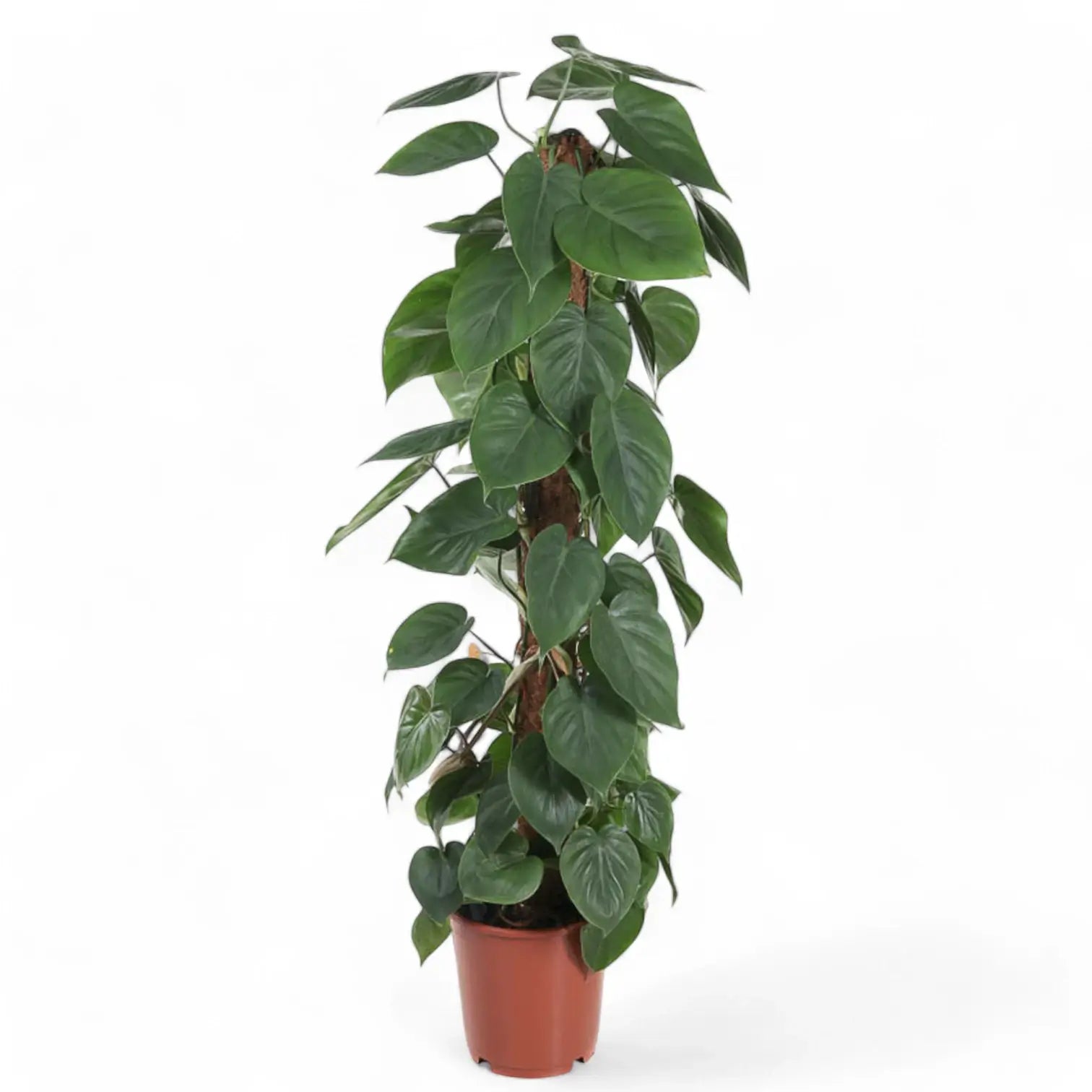 Philodendron hederaceum var. oxycardium (Philodendron scandens) – Topfpflanze im Kulturtopf vor weißem Hintergrund, Produktfoto 11.