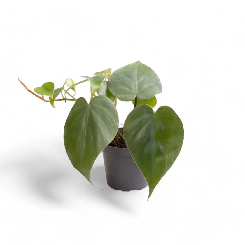 Philodendron hederaceum var. oxycardium (Philodendron scandens) potted plant in nursery pot on white background.